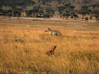 Lemala Ewanjan: Löwe und Zebra