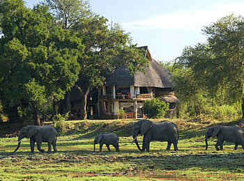 Luangwa Safari House: Elefanten vor dem Haus Luangwa Safari House: Elefanten vor dem Haus