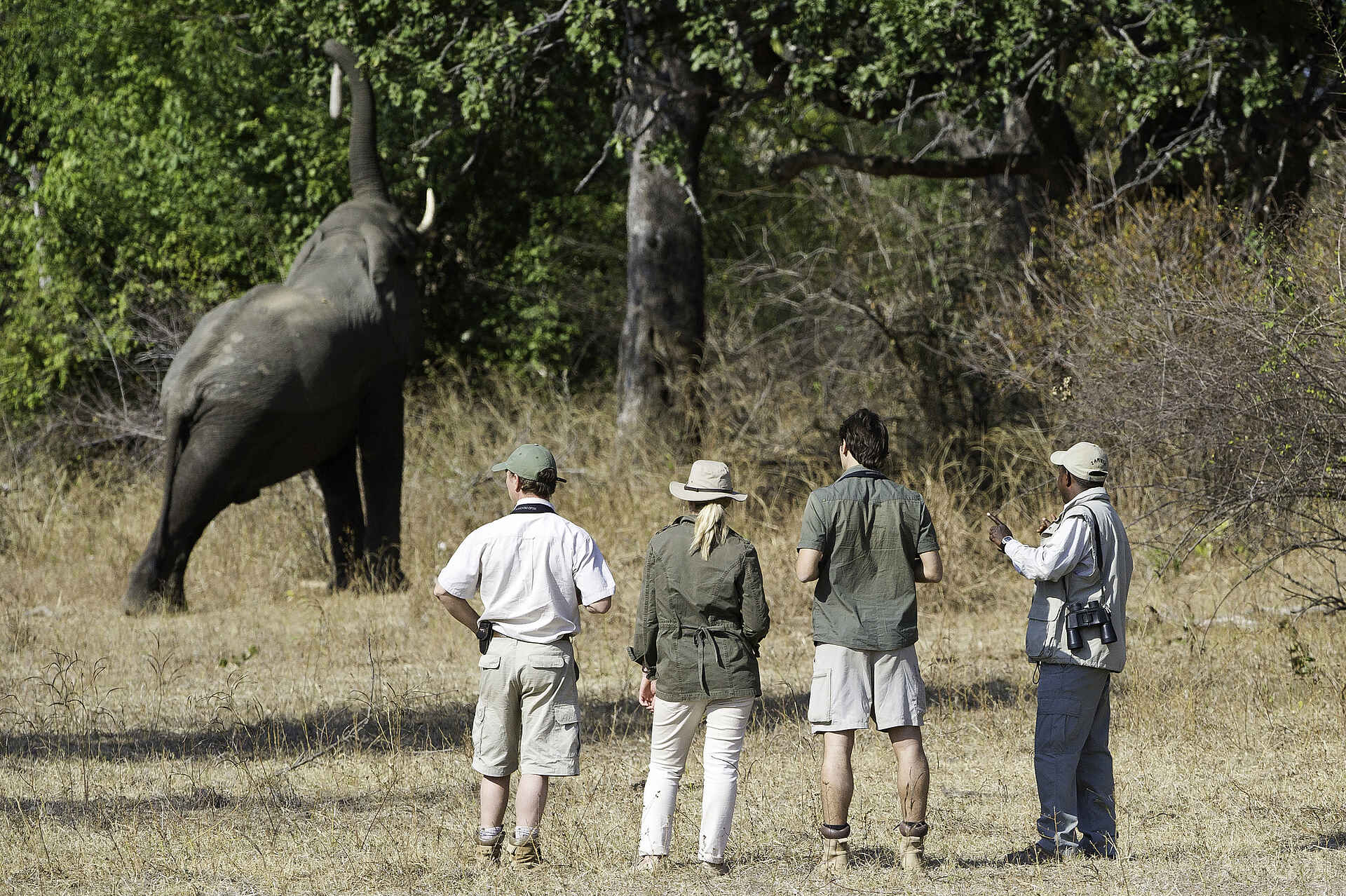 Mkulumadzi Lodge: Elefant erntet Akazienschoten