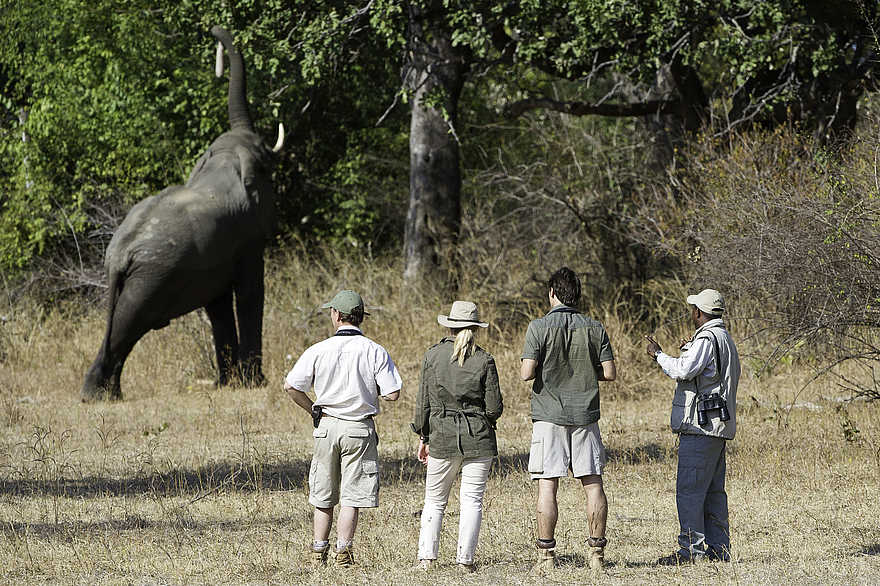 Mkulumadzi Lodge: Elefant erntet Akazienschoten Mkulumadzi Lodge: Elefant erntet Akazienschoten