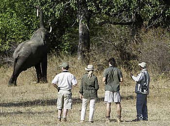 Mkulumadzi Lodge: Elefant erntet Akazienschoten