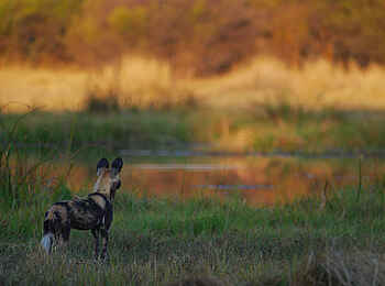 Mokolwane Camp: Wildhund auf der Pirsch