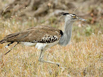Olakira Migration Camp: Birding