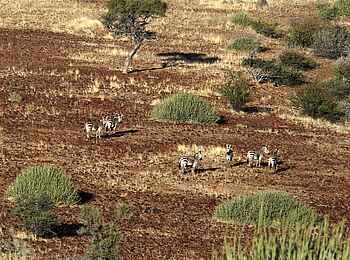 Palmwag Lodge: Euphorbien und Zebras