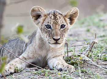 Robin Pope Safaris: Aufmerksames Löwenbaby