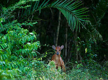 Rocktail Beach Camp: Duiker