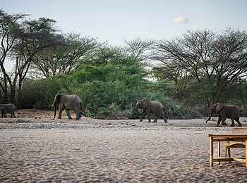 Saruni Rhino: Elefanten Saruni Rhino: Elefanten