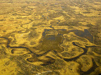 Selinda Explorers Camp: Landschaft aus der Luft Selinda Explorers Camp: Landschaft aus der Luft