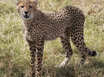 Serian Serengeti Mobile Camp: Gepard