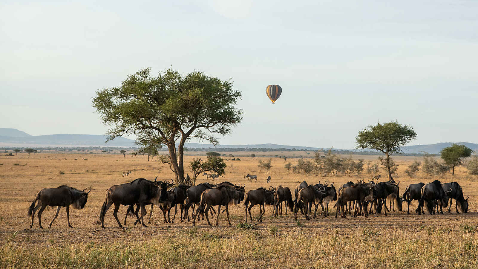 Singita Kilima Villa: Gnus Singita Kilima Villa: Gnus