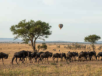 Singita Kilima Villa: Gnus Singita Kilima Villa: Gnus