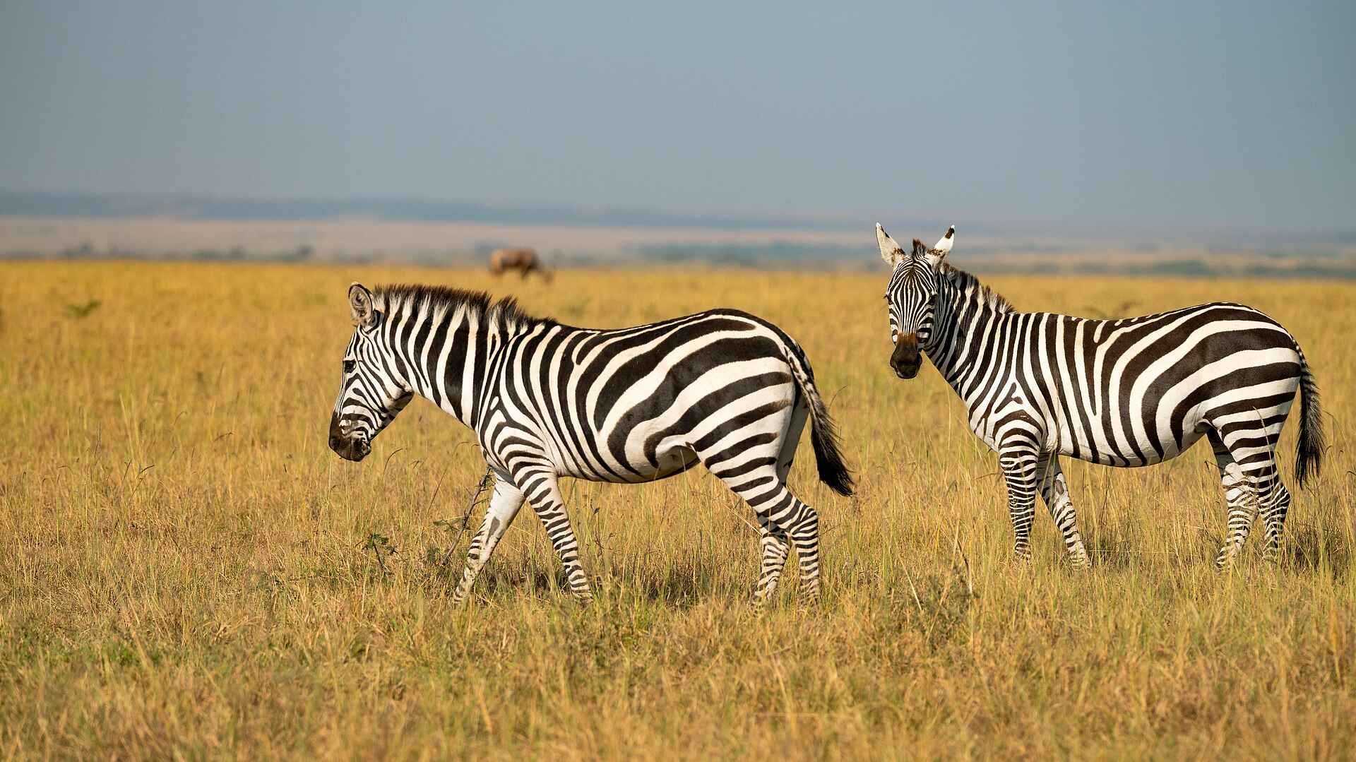 Soroi Private Wing Camp: Zebras in der Savanne