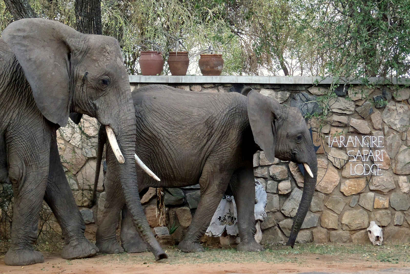 Tarangire Safari Lodge: Elefanten am Lodge-Eingang Tarangire Safari Lodge: Elefanten am Lodge-Eingang