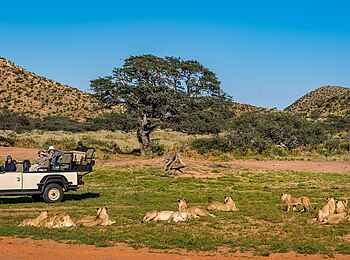 The Motse Tswalu: Auf Pirschfahrt The Motse Tswalu: Auf Pirschfahrt