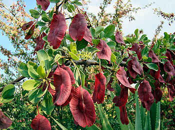 Vingerklip Lodge: Hülsen des Mopane-Baumes