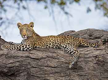 Zarafa Camp: Leopard in einem Baum Zarafa Camp: Leopard in einem Baum