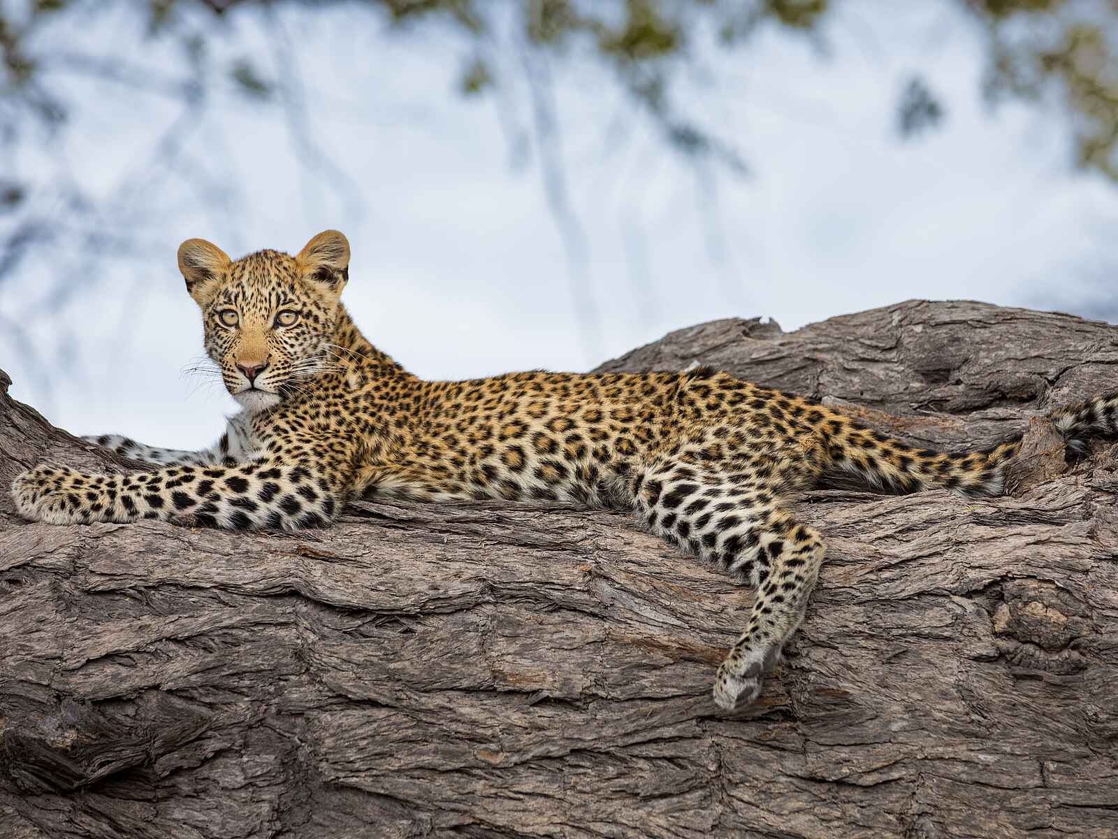 Zarafa Camp: Leopard in einem Baum Zarafa Camp: Leopard in einem Baum