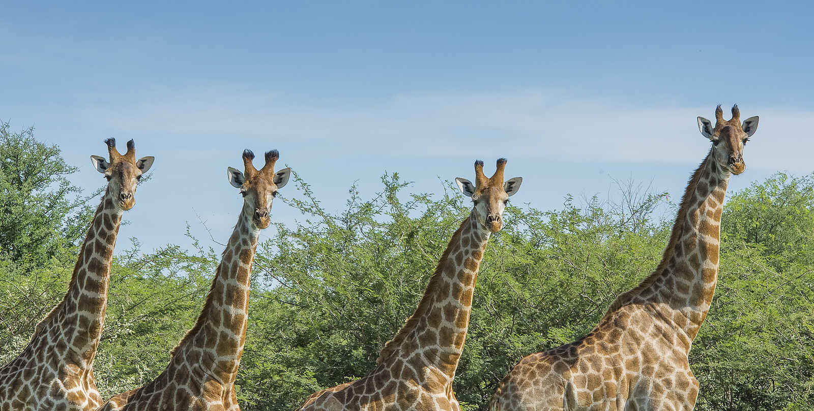 Leopard Plains: Neugierige Giraffen Leopard Plains: Neugierige Giraffen