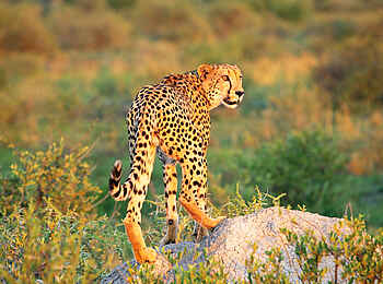 Madikwe Hills Private Game Lodge: Leopard auf der Pirsch