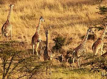 Mahali Mzuri: Eine Giraffenherde