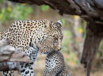 Mashatu Game Reserve: Leopardin transportiert ihr Junges