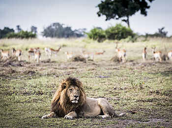 Mombo Camp: Löwenmännchen Mombo Camp: Löwenmännchen