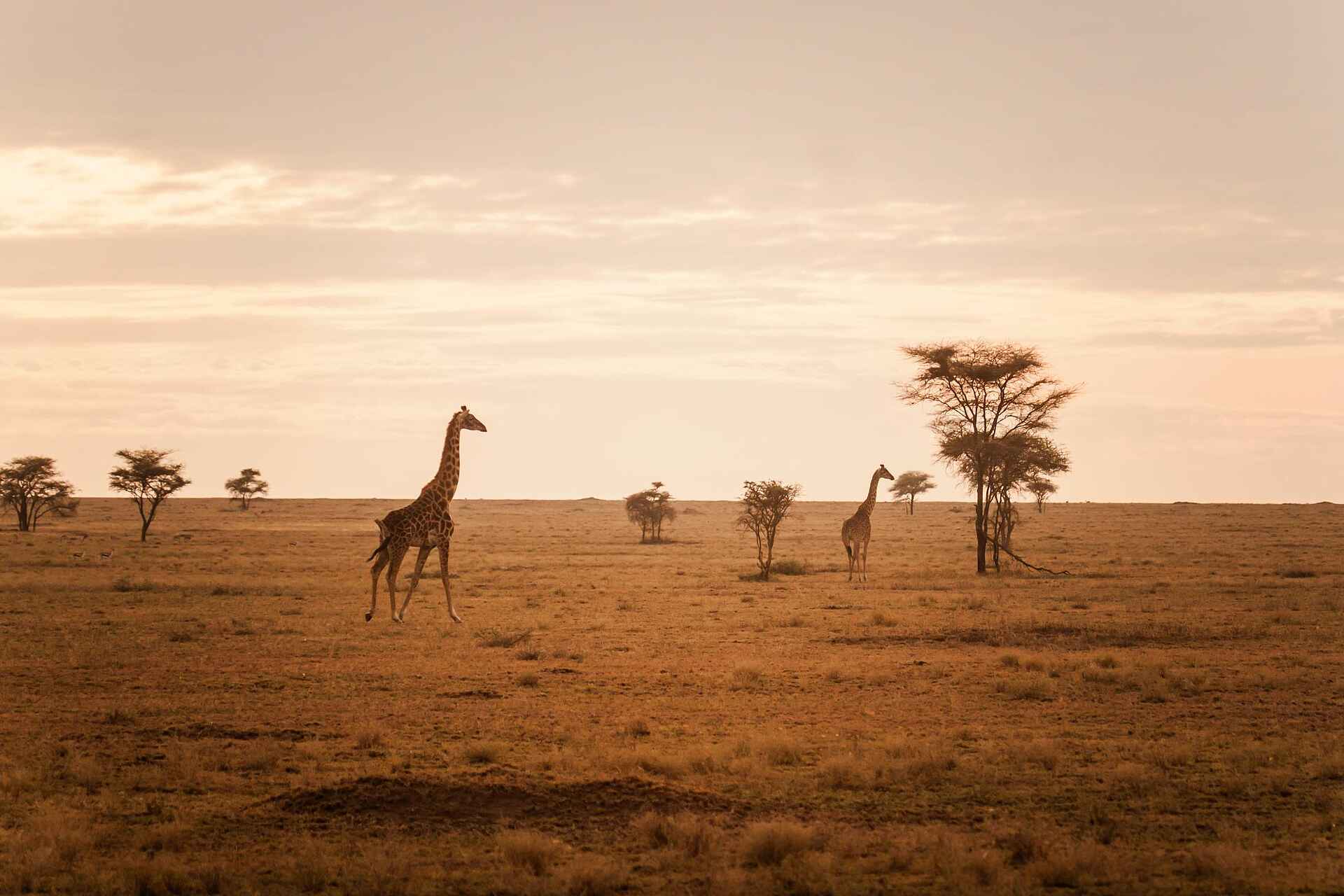 Namiri Plains Camp: Giraffen Namiri Plains Camp: Giraffen
