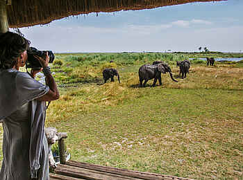 Selinda Camp: Elefanten