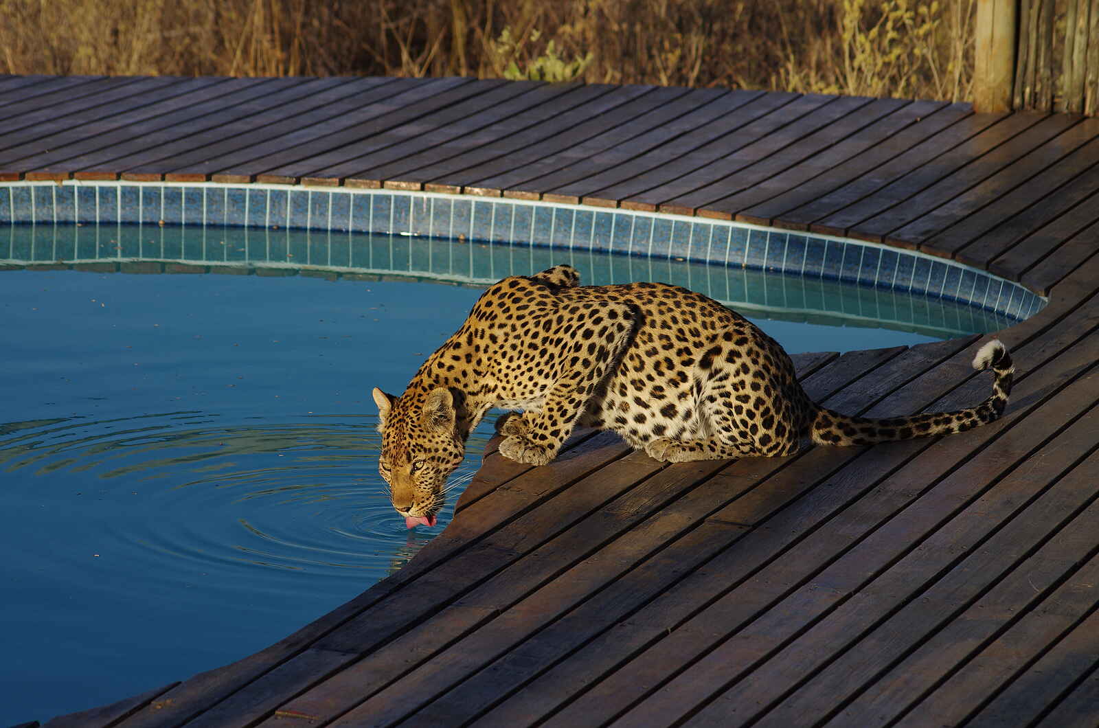 Tau Pan Camp: Leopard am Pool Tau Pan Camp: Leopard am Pool