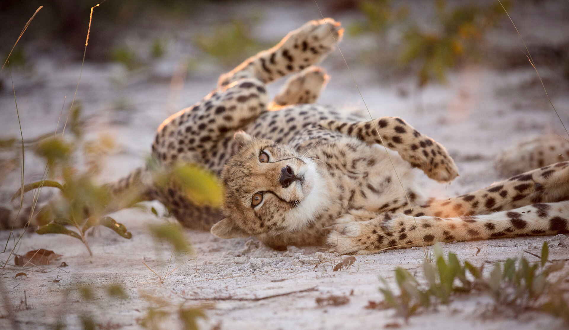 Time + Tide King Lewanika: Wälzender Gepard