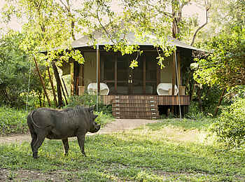 &Beyond Ngala Tented Camp: Neugieriger Besuch