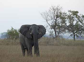 Busanga Bush Camp: Elefant voraus Busanga Bush Camp: Elefant voraus