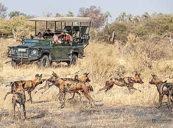 Chitabe Lediba Camp: Wildhunde