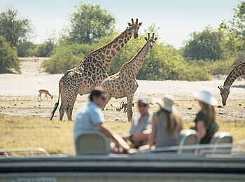 Chobe Savanna Lodge: Giraffen