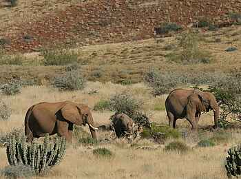 Damaraland Camp: Futtersuche