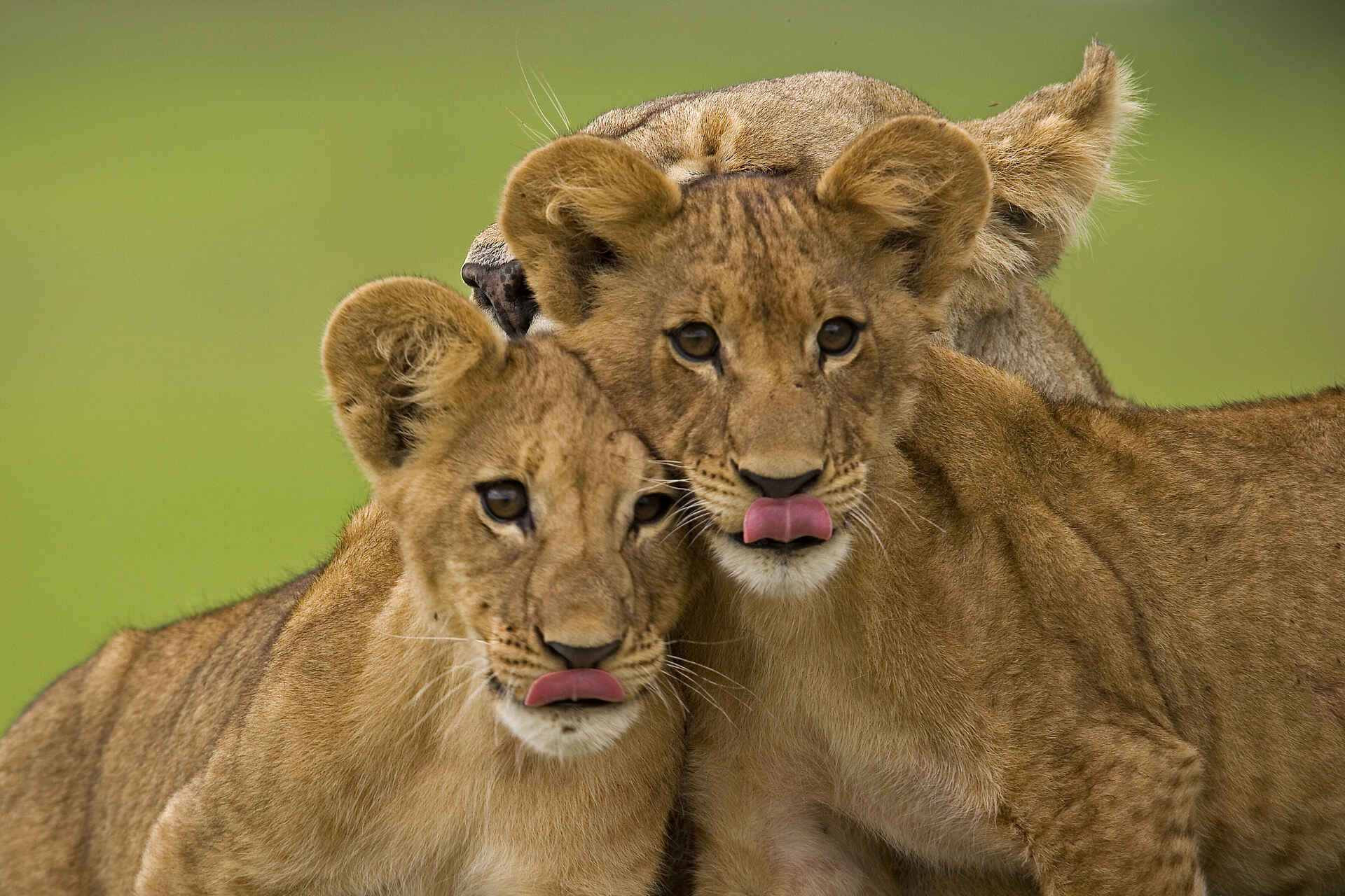 Duba Plains Camp: Geschleckte Löwenkinder