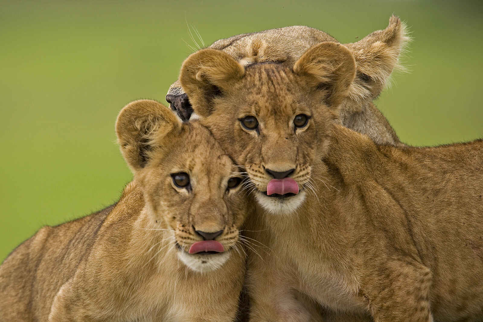 Duba Plains Camp: Geschleckte Löwenkinder Duba Plains Camp: Geschleckte Löwenkinder