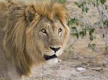 Etosha: Der König der Löwen