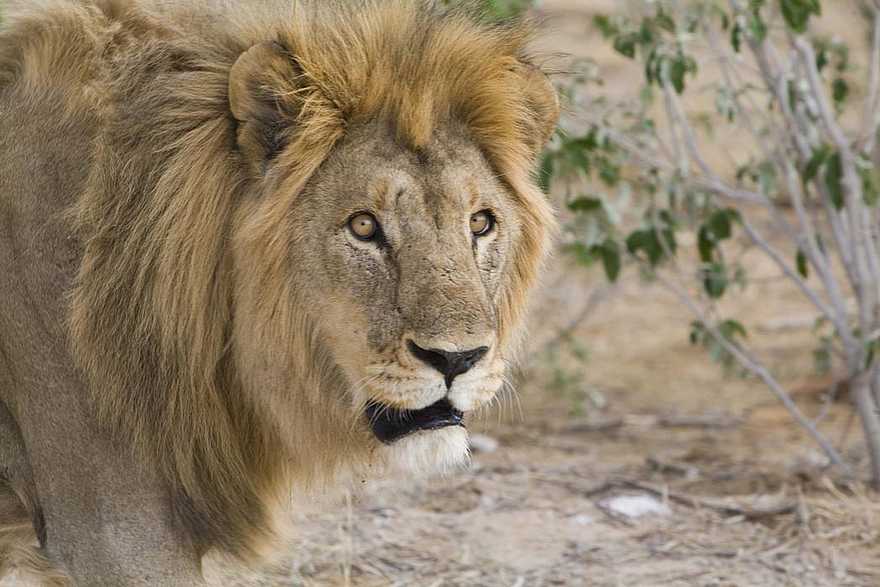 Etosha: Der König der Löwen Etosha: Der König der Löwen