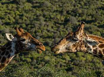 Great Fish River Lodge: Auge in Auge