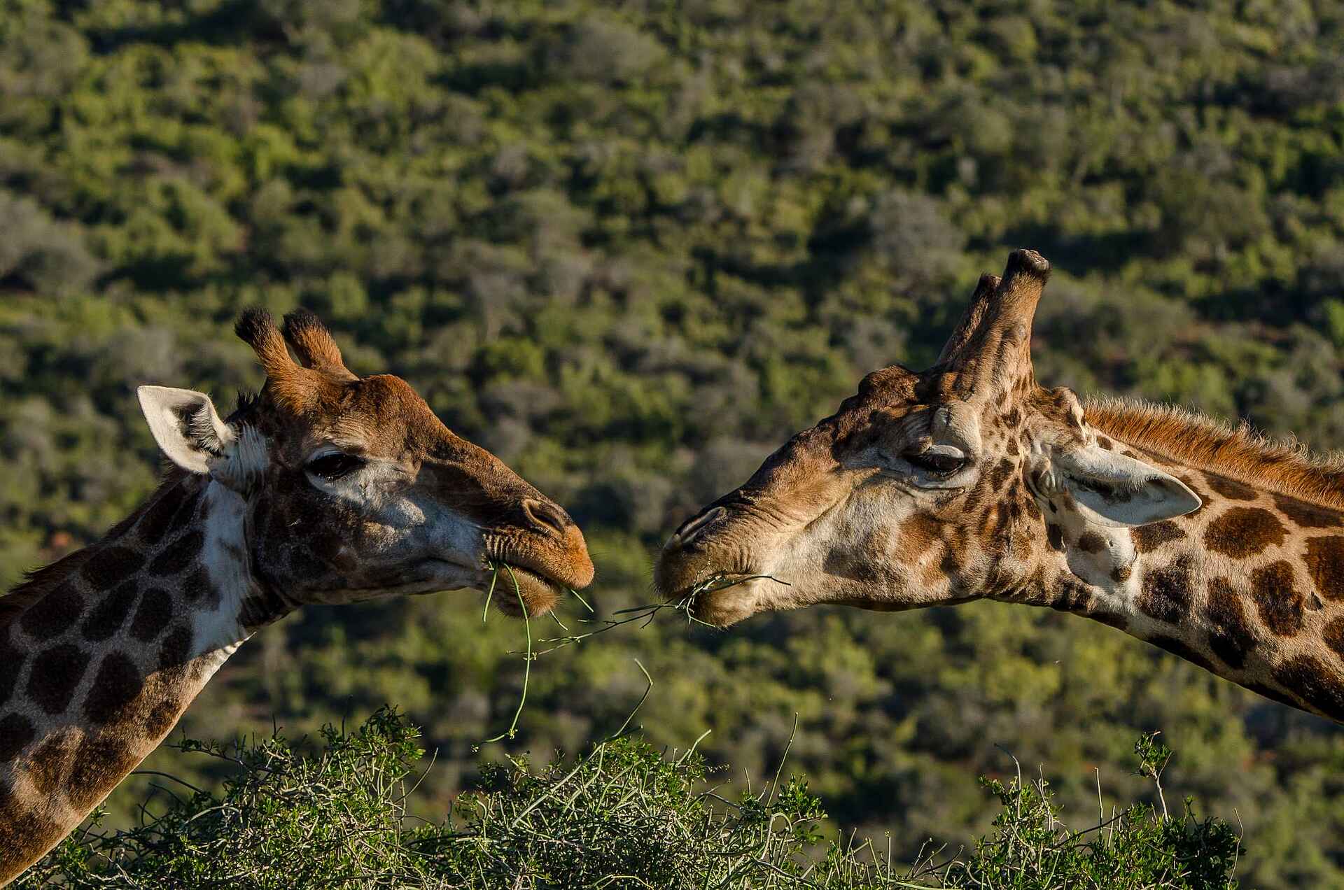 Great Fish River Lodge: Auge in Auge Great Fish River Lodge: Auge in Auge