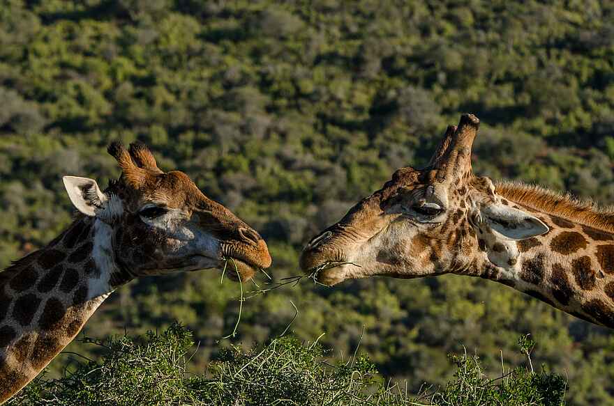 Great Fish River Lodge: Auge in Auge Great Fish River Lodge: Auge in Auge