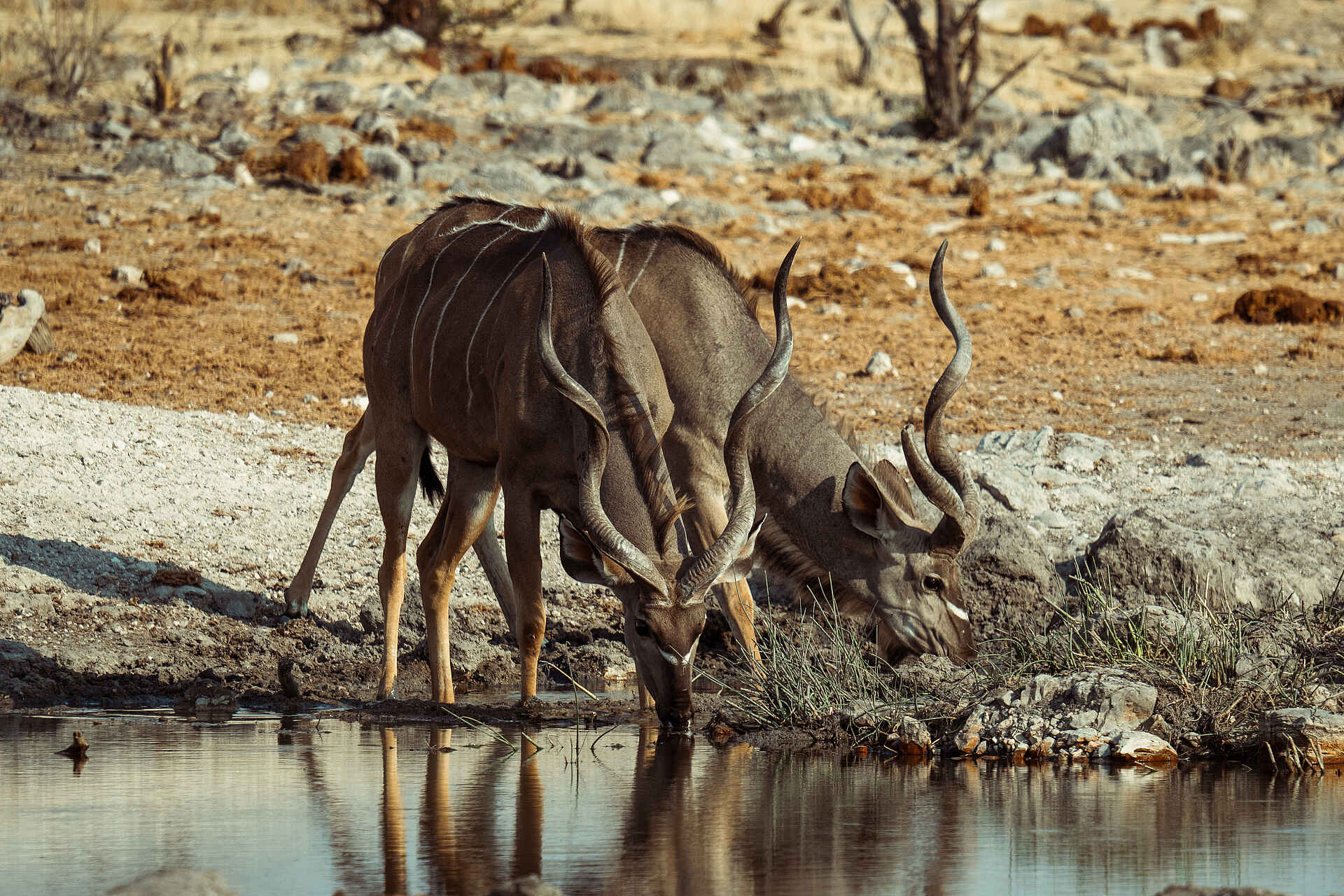 Hoanib Elephant Camp: Kudus am Wasserloch