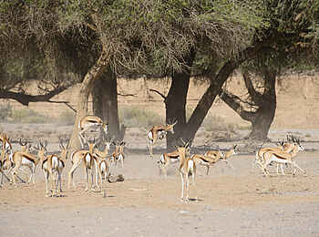 Hoanib Skeleton Coast Camp: Antilopen im Schatten Hoanib Skeleton Coast Camp: Antilopen im Schatten