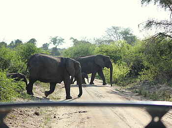 Kasenyi Safari Camp: Querende Elefanten