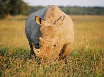 Khama Rhino Sanctuary: Nashorn Khama Rhino Sanctuary: Nashorn