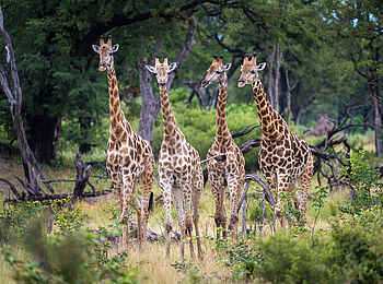 Kings Pool Camp: Giraffen