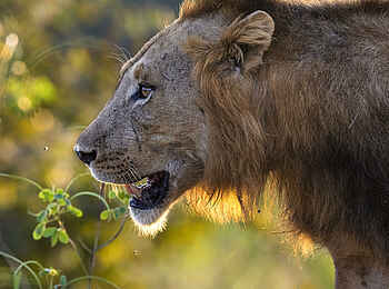 Kulandila Camp: Ein Löwe Kulandila Camp: Ein Löwe