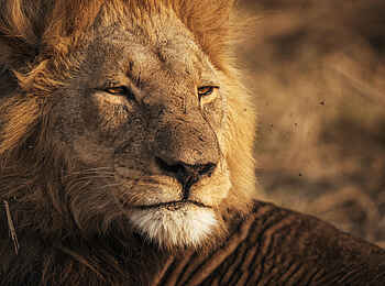 Little Sable Camp: Löwenmännchen Little Sable Camp: Löwenmännchen