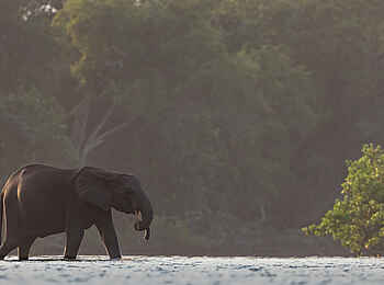 Loango Savannah Camp: Elefant im Wasser